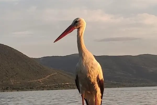 Akçalar Ulubat Gölü - Resim 19