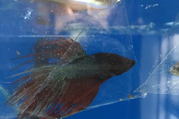 Goldfish Petshop Akvaryum - Resim 10