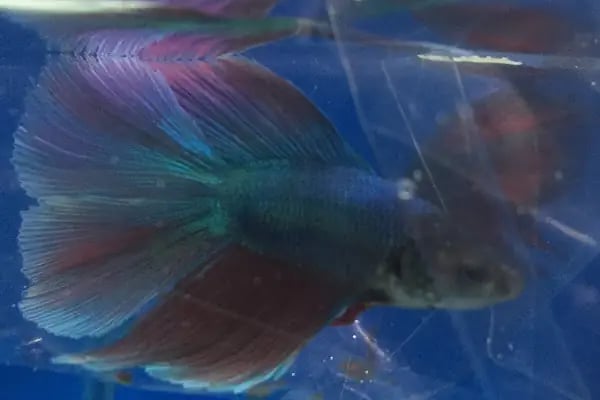 Goldfish Petshop Akvaryum - Resim 14