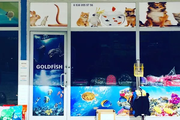 Goldfish Petshop Akvaryum - Resim 18