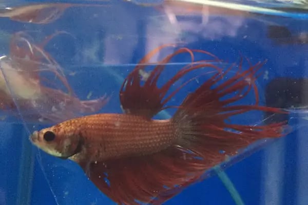Goldfish Petshop Akvaryum - Resim 11