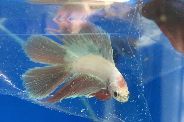 Goldfish Petshop Akvaryum - Resim 15