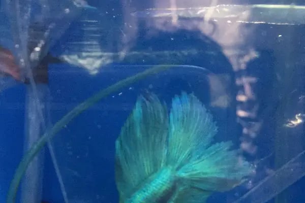 Goldfish Petshop Akvaryum - Resim 5