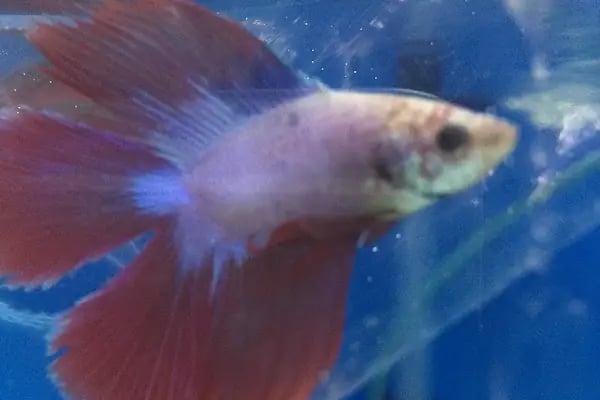 Goldfish Petshop Akvaryum - Resim 12