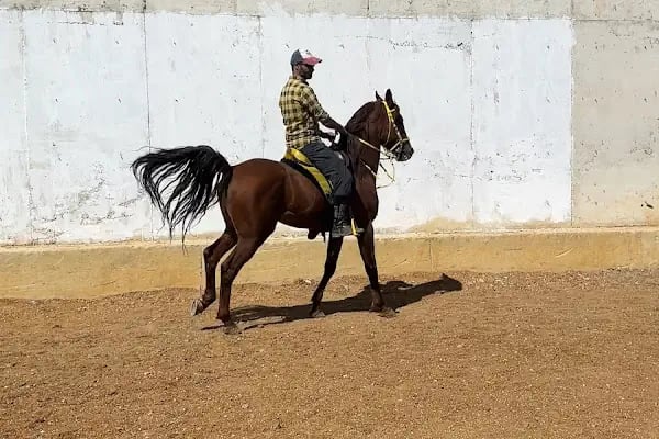 Birlik Atlı Spor Klubu - Resim 7