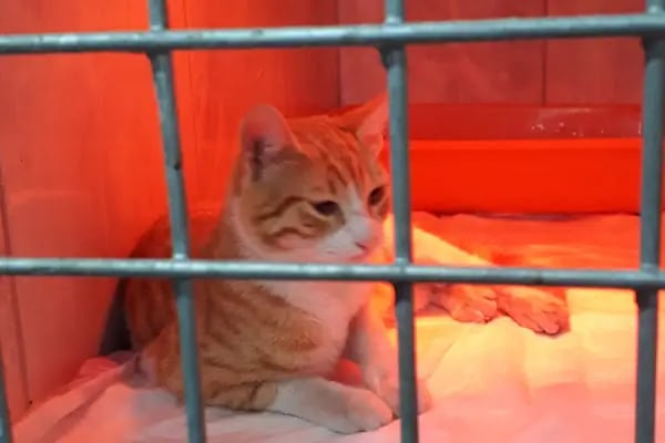 GÜL VETERİNER KLİNİĞİ - Resim 13