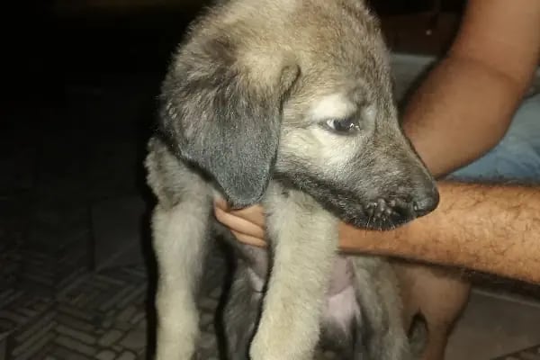 GÜL VETERİNER KLİNİĞİ - Resim 6