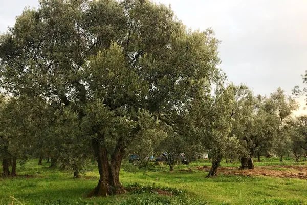 Umurbey Zeytinyağı Fabrikası - Resim 8