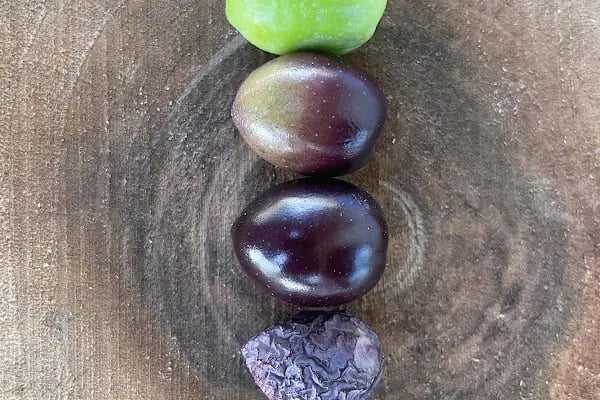 Umurbey Zeytinyağı Fabrikası - Resim 5