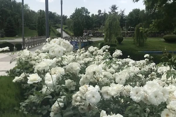 Altınpark Paten - Resim 7