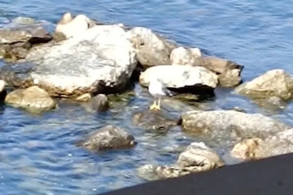 Saklı Bahçe Pansiyon Cafe - Resim 16