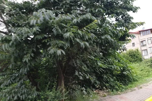 İhsaniye Merkez Mezarlığı - Resim 1