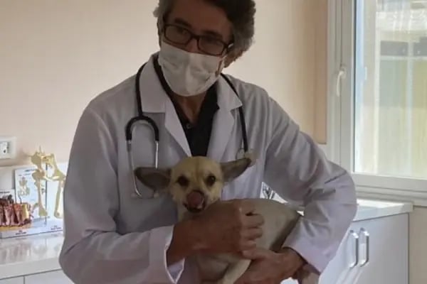 Vet International Özel Hayvan Hastanesi Kuşadası 7/24 - Resim 9