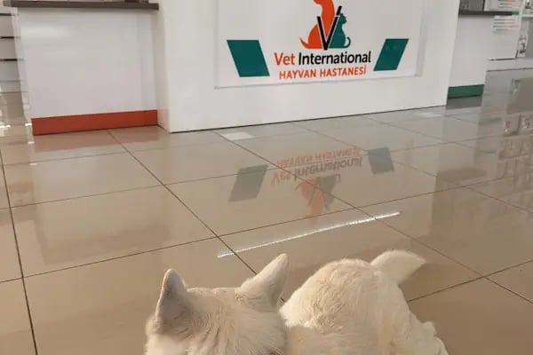 Vet International Özel Hayvan Hastanesi Kuşadası 7/24 - Resim 17