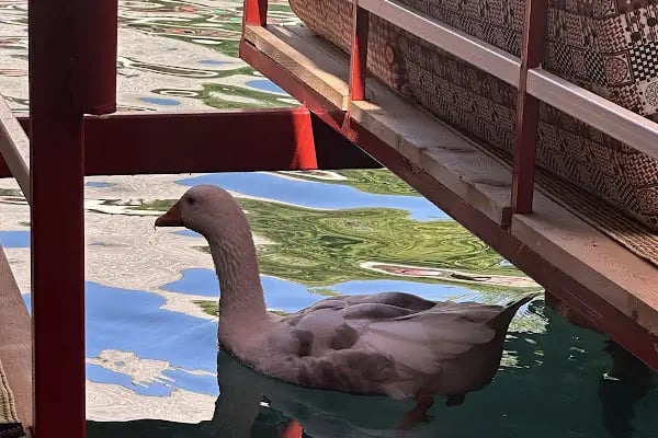 Alanya Dimçayı - Resim 14