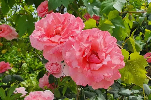 Alanya Dimçayı - Resim 12