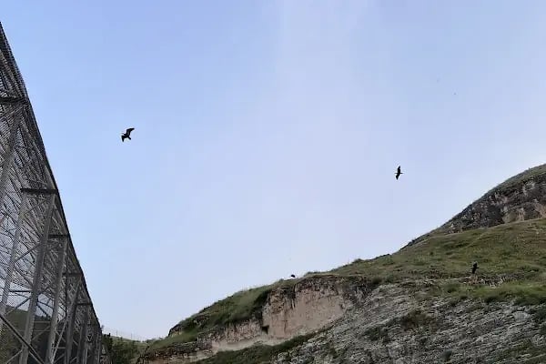 Birecik Birds Watching point..🦉🕊💙🇹🇷 - Resim 15