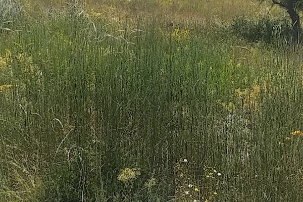 Meşeli Dağ Mesire Alanı Macera park - Resim 9
