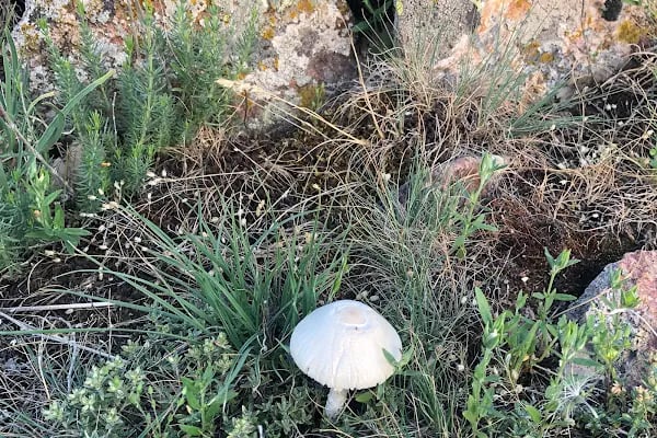 Meşeli Dağ Mesire Alanı Macera park - Resim 20