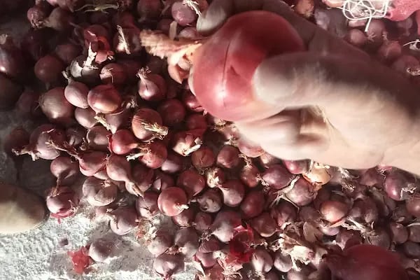 Bahçelievler belediyesi sebze ve meyve toptancılar hali - Resim 10