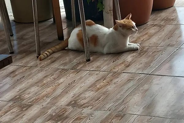 Bahçelievler belediyesi sebze ve meyve toptancılar hali - Resim 4