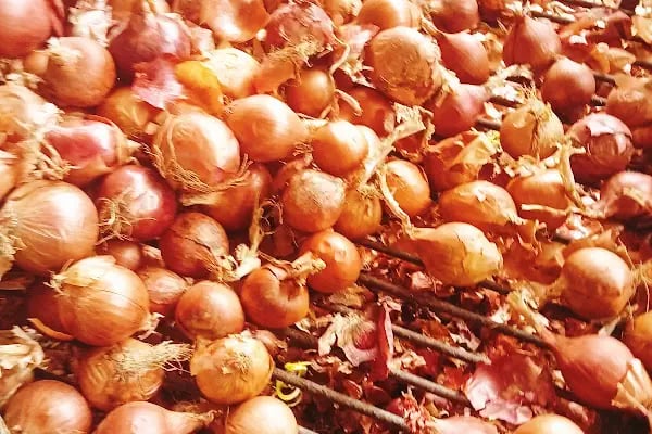 Bahçelievler belediyesi sebze ve meyve toptancılar hali - Resim 5