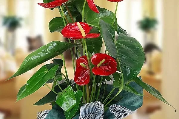 Bandırma Flora Çiçekçilik - Resim 6