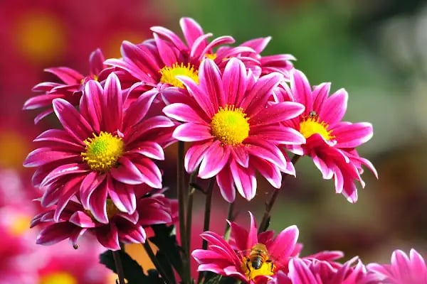 Bandırma Flora Çiçekçilik - Resim 14