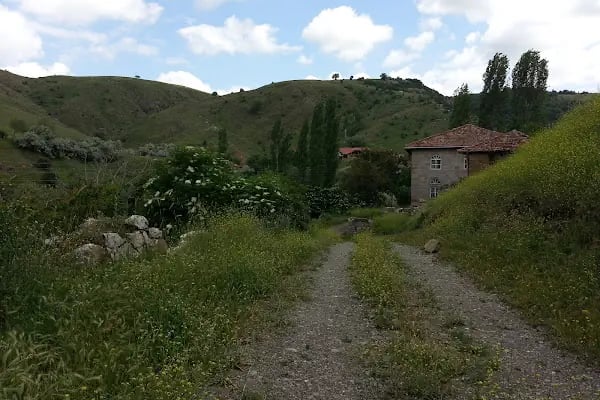 Kozayağı - Resim 3