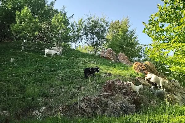 Beşikkaya Parkı - Resim 9