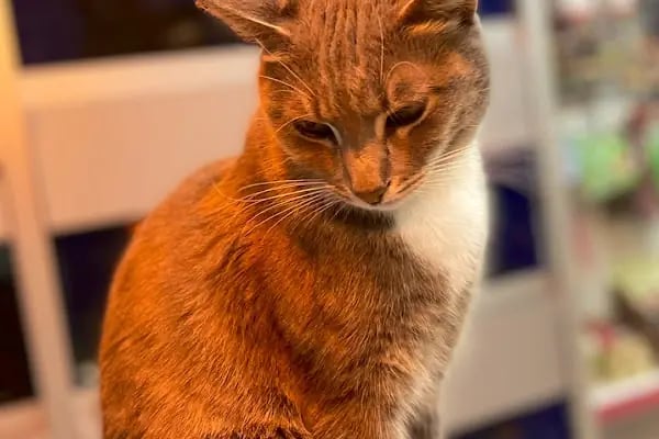 Petkatalog Bağcılar Petshop - Resim 17