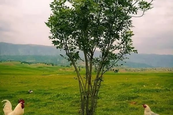 Burç Göleti - Resim 8