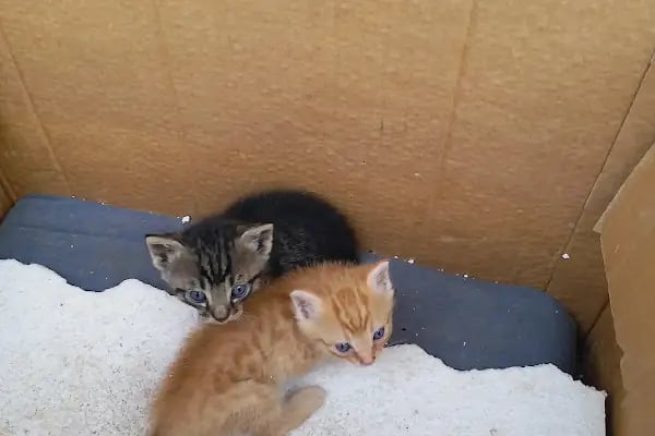 VET PAW VETERİNER KLİNİĞİ - Resim 14