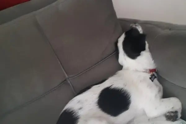 VET PAW VETERİNER KLİNİĞİ - Resim 13