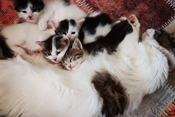 VET PAW VETERİNER KLİNİĞİ - Resim 9