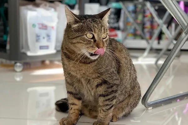 VET PAW VETERİNER KLİNİĞİ - Resim 3