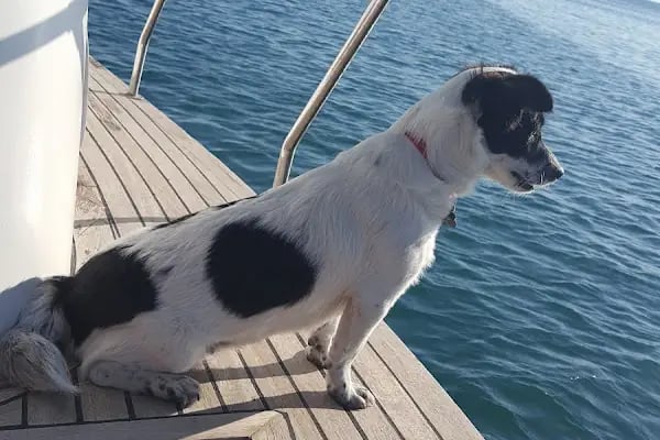 VET PAW VETERİNER KLİNİĞİ - Resim 11