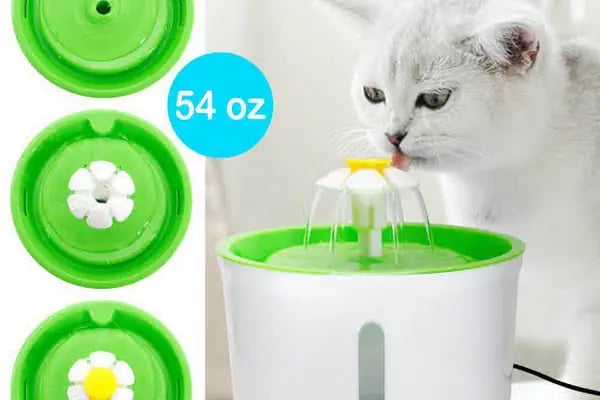 Aslan PETSHOP - Resim 19