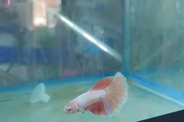 Aslan PETSHOP - Resim 4