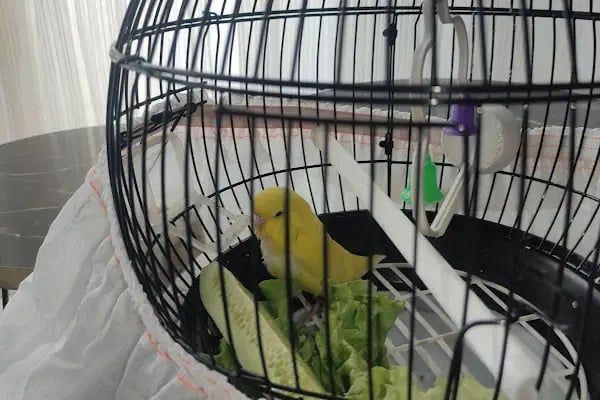 Aslan PETSHOP - Resim 9