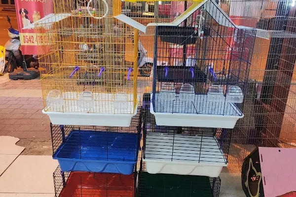 Aslan PETSHOP - Resim 2
