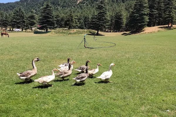 Ferah Yayla Bungalov &amp; Restoran - Resim 19