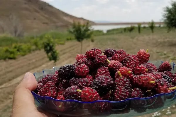 İpek bahcesi - Resim 8