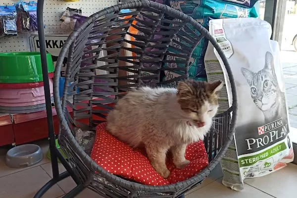 Gümbet Petshop - Resim 2