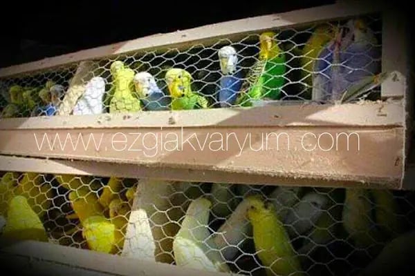 Ezgi Akvaryum Toptan Parakende İth. İhr. - Resim 10