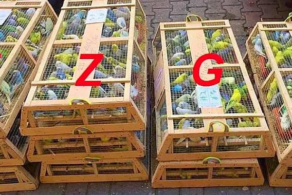 Ezgi Akvaryum Toptan Parakende İth. İhr. - Resim 18