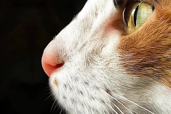Gündüz Akşamoldu Fotoğraf Stüdyosu - Resim 12