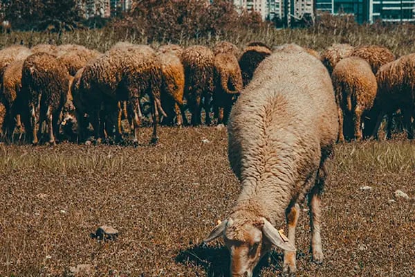 Gündüz Akşamoldu Fotoğraf Stüdyosu - Resim 16