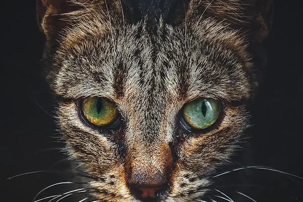 Gündüz Akşamoldu Fotoğraf Stüdyosu - Resim 5