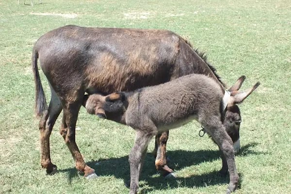 Küçük ev Gizli Vadi Camping Restaurant - Resim 7